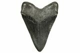 Fossil Megalodon Tooth - South Carolina #369998-2